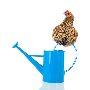 Bantam chicken on blue watering can