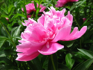 Распустившийся розовый пион