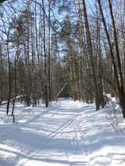 Дорога в зимнем лесу