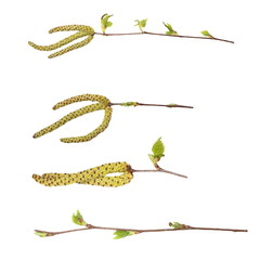 Obraz premium Set spring birch buds isolated on white, with clipping path