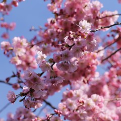 Tree blossoms