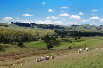 Fototapeta na wymiar Summer picturesque landscape with herd of sheep
