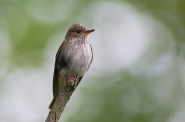 pigliamosche (Muscicapa striata)