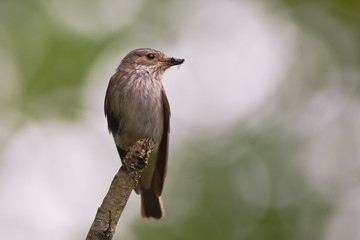 pigliamosche (Muscicapa striata)