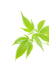 cannabis plant, marijuana on white background