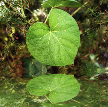 hoja en forma de coraz&oacute;n