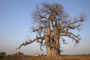 Deurstickers Baobab Gigantische baobab in India
