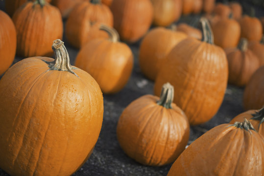 A large collection of pumpkins set out to harden off.