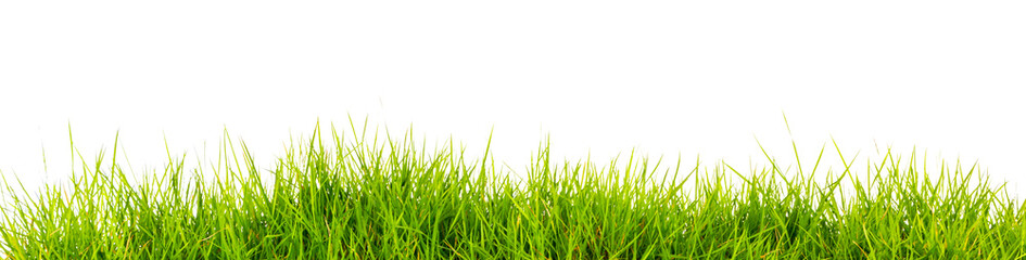 Fototapeta premium Świeża wiosna zielona trawa z glebą na białym tle.
