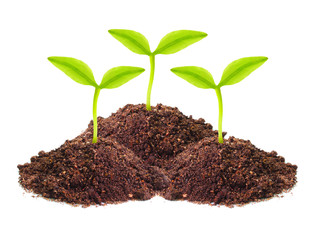 Young seedlings growing in a soil.
