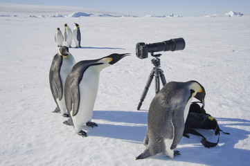 A small group of curious Emperor penguins looking at camera and tripod on the ice on Snow Hill island. A bird peering through the view finder.