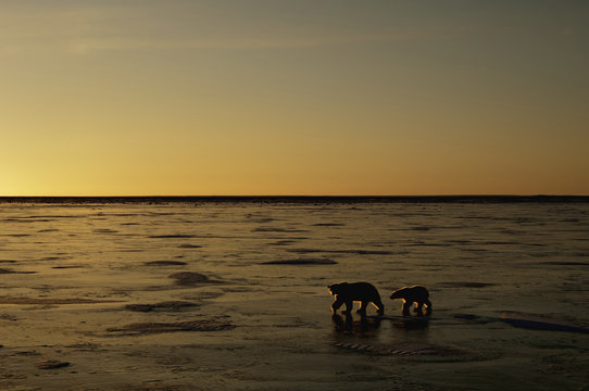 Polar bears in the wild. A powerful predator and a vulnerable  or potentially endangered species.
