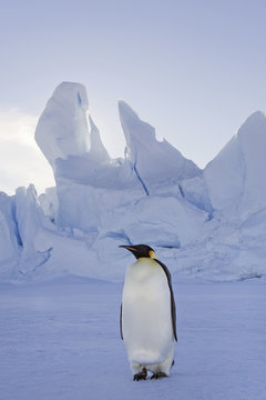 An adult Emperor penguin standing on the ice in shadow, with head turned sideways, on Snow Hill island in the Weddell Sea.
