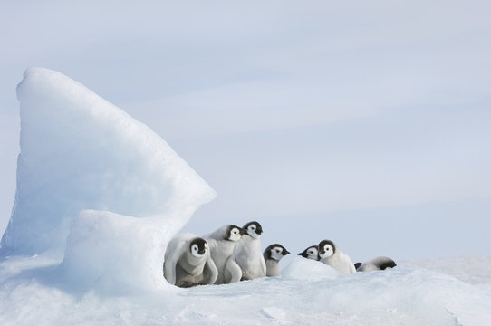 A nursery group of young penguin chicks, with thick grey fluffy coats, grouped beneath a pinnacle of ice.
