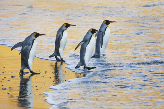 A group of four adult King penguins at the water's edge walking into the water, at sunrise. Reflected light.