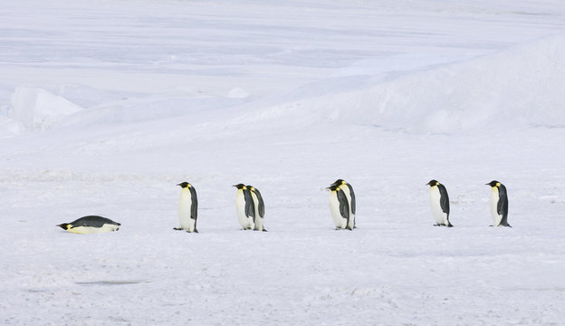 A row of Emperor penguins walking across the ice and snow, in single file. One lying on its stomach sliding along.