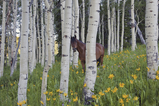 Horse in a field of wildflowers and aspen trees. Uinta Mountains, Utah.