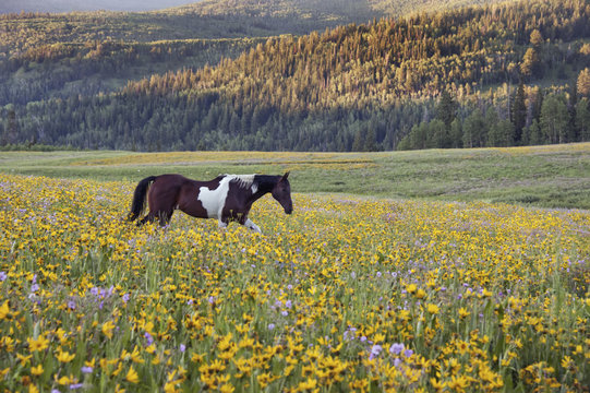 Horse in a field of wildflowers. Uinta Mountains, Utah.