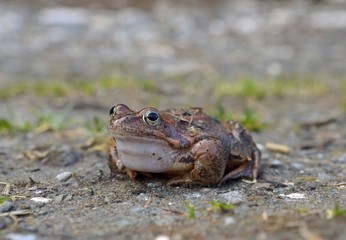 Common frog ( Rana temporaria)