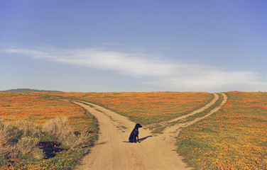 A black labrador retriever dog sitting at a fork in the road, where the path divides.