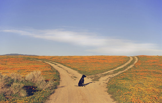 A black labrador retriever dog sitting at a fork in the road, where the path divides.
