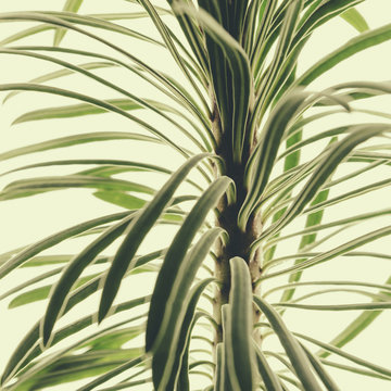 Close up of a Euphorbia plant on a white background. Fleshy green leaves.
