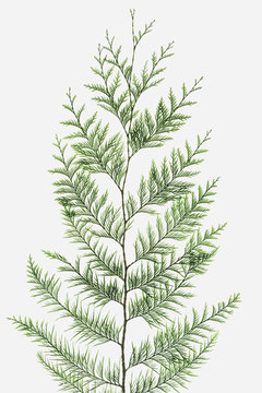 Western red cedar tree branch with green linear shaped leaves against a white background.