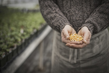 Spring Planting. A man holding a handful of plant seeds.