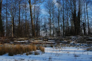Fototapete winter in natuurgebied © henkbouwers
