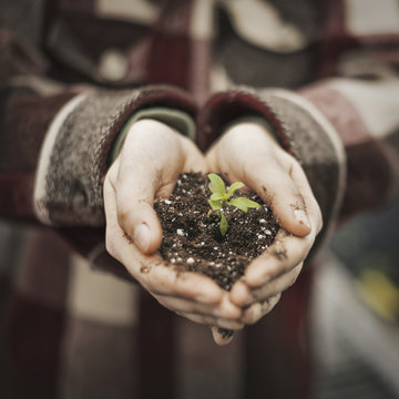 A person in a commercial glasshouse, holding a small plant seedling in soil in her cupped hands.