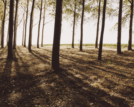 Cottonwood trees planted in ordered rows, casting long shadows on the ground. Commercial arboriculture, a tree nursery or farm.