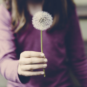 A ten year old girl holding a dandelion clock seedhead on a long stem.