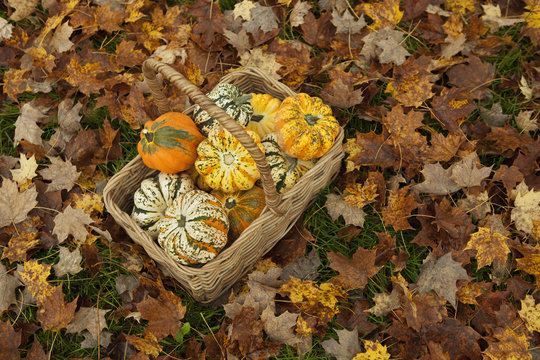 Autumn leaves on the ground. A trug or basket with a selection of squashes and gourds. Vegetables.  Organic farming. 