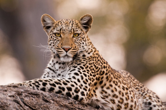 Leopard, Chobe National Park, Botswana