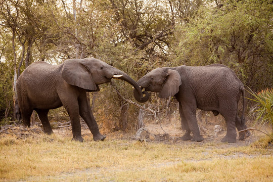African elephants, Chobe National Park, Botswana