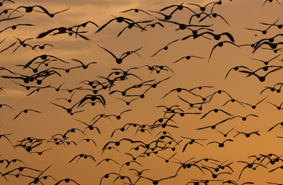 Snow geese, Bosque Del Apache National Wildlife Refuge, New Mexico, USA
