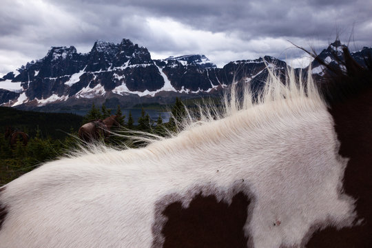 Horses, Jasper National Park, Alberta, Canada