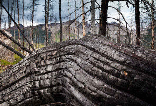 Jasper National Park, Alberta, Canada. An old gnarled tree trunk. 