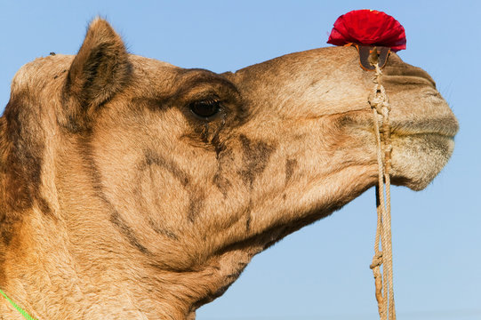 Profile of a camel at the Pushkar Fair, Rajasthan, India