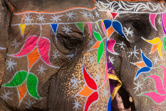 Elaborately adorned elephants during Holi, the Hindu festival of colours, in Jaipur, India. Images of peacocks and tigers on the foreheads.