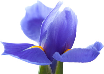 Iris violet isolé sur blanc