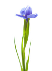 Naklejka premium purple iris isolated on white