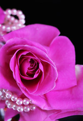 Pink rose isolated on black