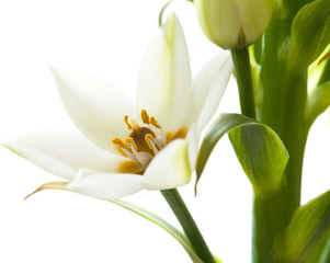 Obraz premium Ornithogalum