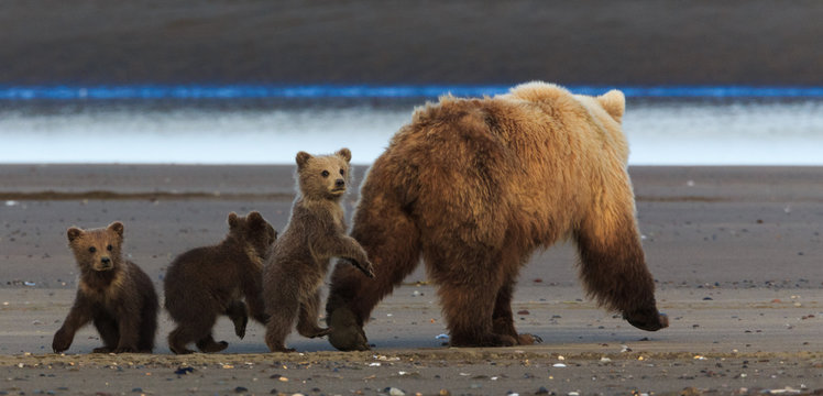 Brown bear sow and cubs, Lake Clark National Park, Alaska, USA