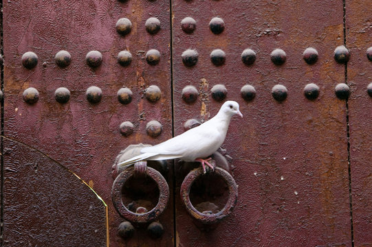 Ringneck dove, Morocco africa, Streptopelia risoria, 