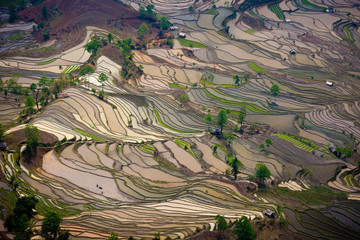 Terraced rice fields, Yuanyang, China