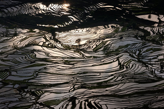 Terraced rice fields, Yuanyang, China