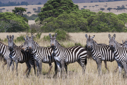 Grant's zebras, Kenya