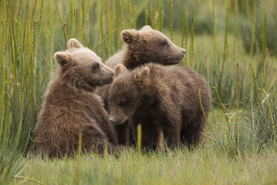 Brown bear cubs, Lake Clark National Park, Alaska, USA